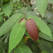 Ficus pantoniana - Photo (c) coenobita, algunos derechos reservados (CC BY), subido por coenobita