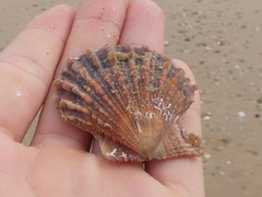 Scaeochlamys livida