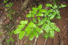 Lygodium reticulatum