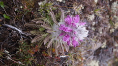 Pedicularis alopecuroides