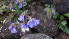 Polemonium boreale