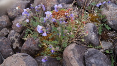 Polemonium boreale