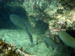 Girella elevata