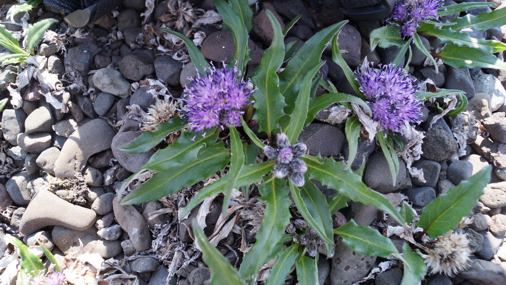 Saussurea subacaulis