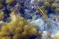 Notolabrus parilus