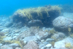 Meuschenia hippocrepis