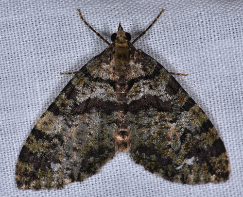 Hydriomena albifasciata photo 4