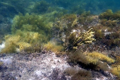 Meuschenia freycineti