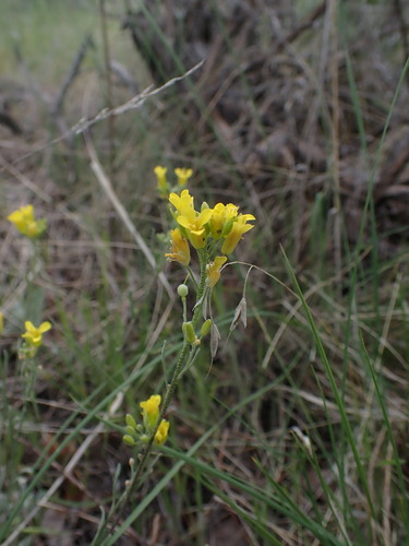 Image of Physaria douglasii by no rights reserved