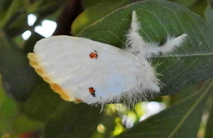 Euproctis haemodetes