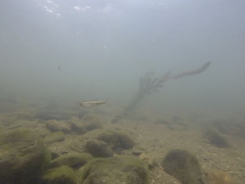 Squalius alburnoides