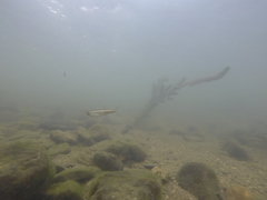 Squalius alburnoides