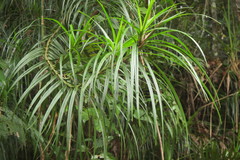 Freycinetia excelsa