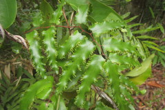 Lygodium reticulatum