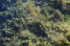 Sillaginodes punctatus