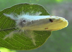 Euproctis haemodetes