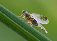 Acanthiophilus helianthi