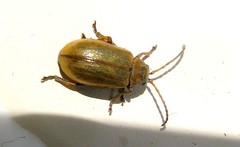 Lochmaea suturalis