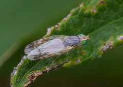 Acanthiophilus helianthi