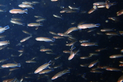 Trachinops caudimaculatus