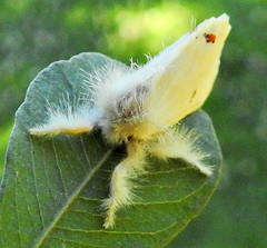 Euproctis haemodetes