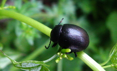 Timarcha goettingensis
