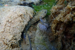 Tridentiger trigonocephalus