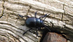 Timarcha goettingensis