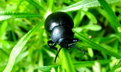 Timarcha tenebricosa