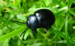Timarcha tenebricosa