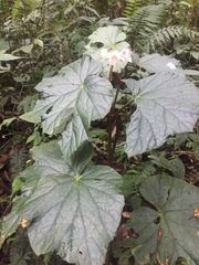 Begonia teysmanniana