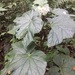 Begonia teysmanniana - Photo (c) Jonathan Newman, some rights reserved (CC BY-NC), uploaded by Jonathan Newman