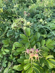 Kartoffel-Rose (Rosa rugosa): Herkunft und Verwendung — Foto 2
