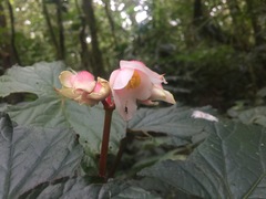 Begonia teysmanniana