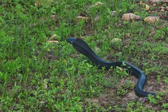 Naja sumatrana