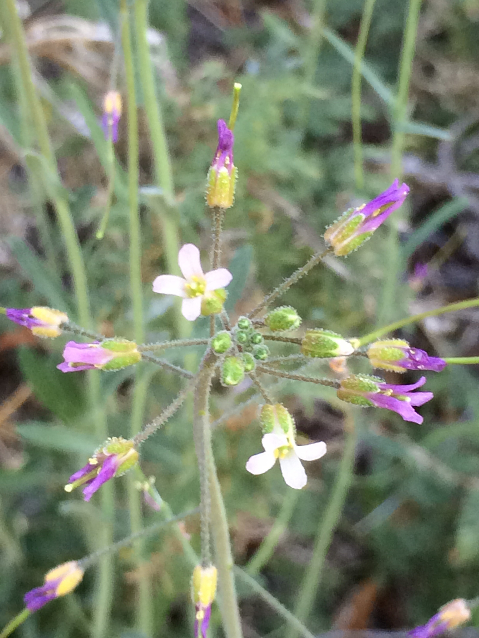 Boechera perennans
