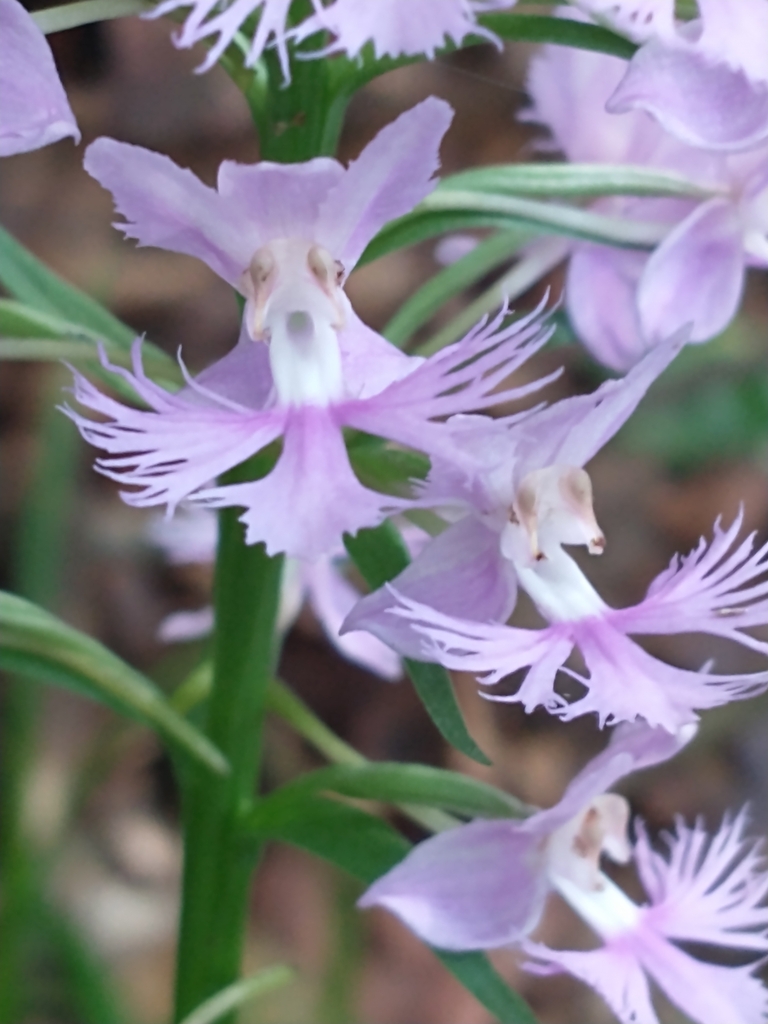 Greater purple fringed orchid (Platanthera grandiflora)