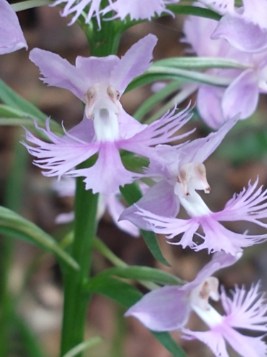 Greater purple fringed orchid (Platanthera grandiflora)