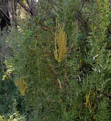 Atriplex paludosa