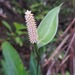 Spathiphyllum humboldtii - Photo (c) citronnelle_50, alguns direitos reservados (CC BY-NC), uploaded by citronnelle_50