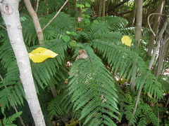 Pteris tripartita