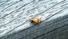 Phyllobrotica quadrimaculata