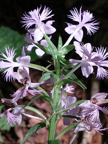 Greater purple fringed orchid (Platanthera grandiflora)