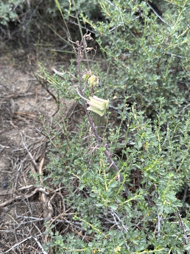 Fritillaria pinetorum, photograph 4