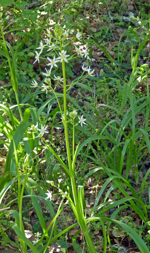 Fremont's Star Lily (Fremont's Deathcamas) (Edgewood My