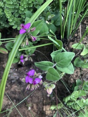 Polygala ohlendorfiana