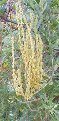 Atriplex paludosa
