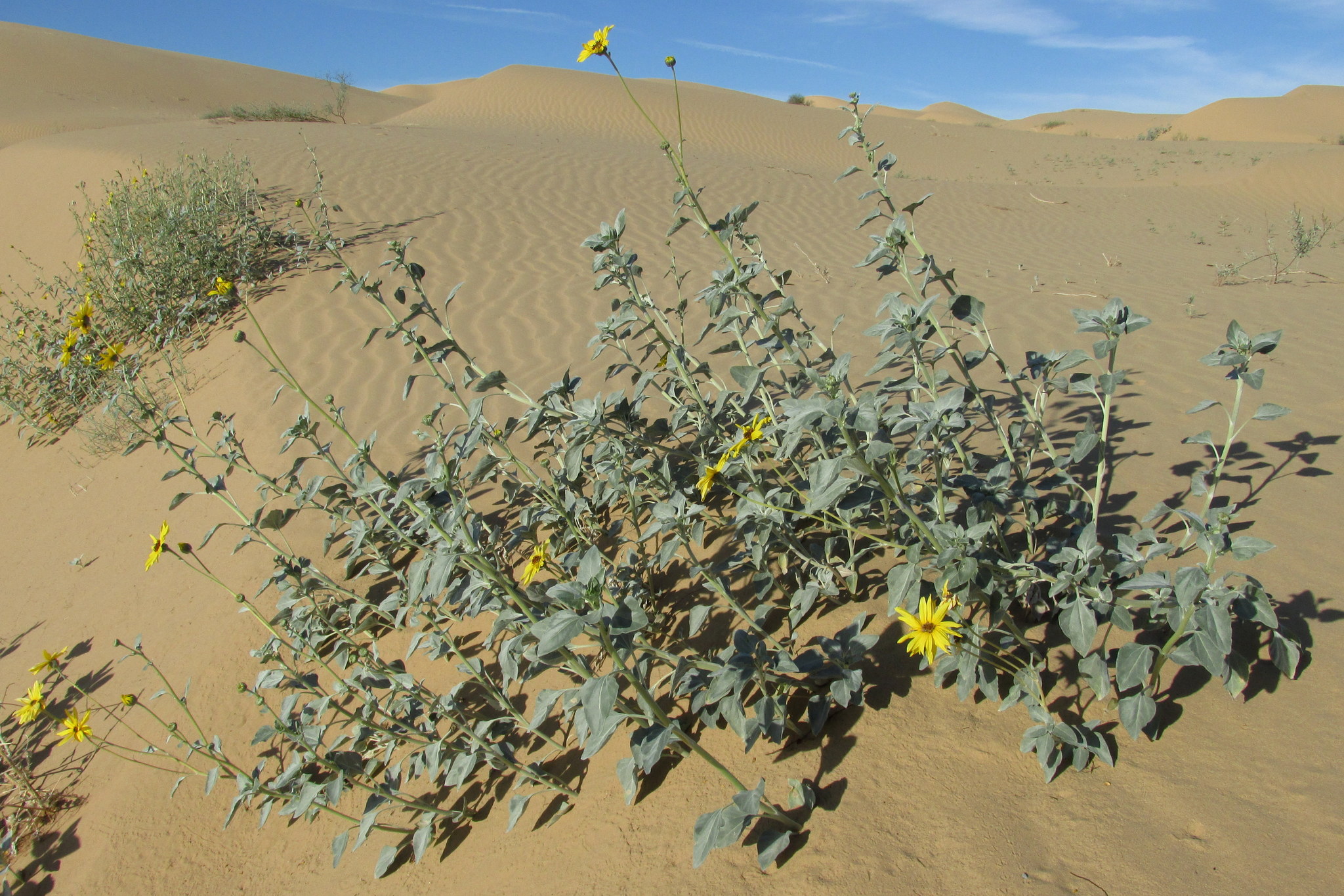 Helianthus niveus ssp. tephrodes