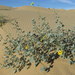 Algodones Dunes Sunflower - Photo (c) Rob Klotz, some rights reserved (CC BY-NC)