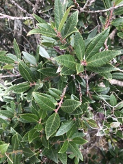 Vaccinium exul